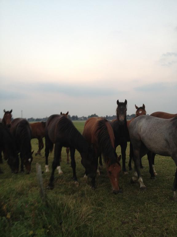 Farm Stay Hof Auf Der Wurp Harrierwurp Exteriér fotografie